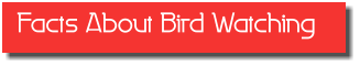 Facts About Bird Watching