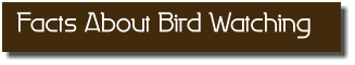 Facts About Bird Watching