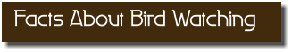 Facts About Bird Watching