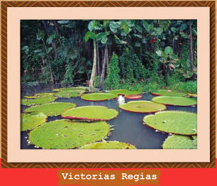 Victorias Regias